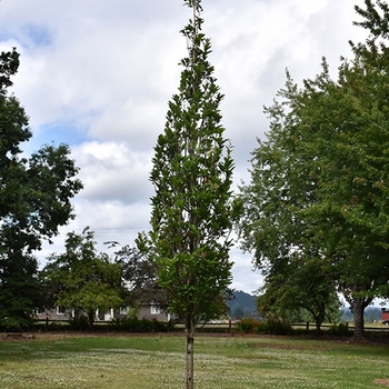 Quercus bicolor 'Bonnie and Mike' PP25,265
