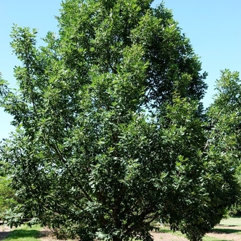 Quercus x bimundorum 'Midwest' USPP26354P2