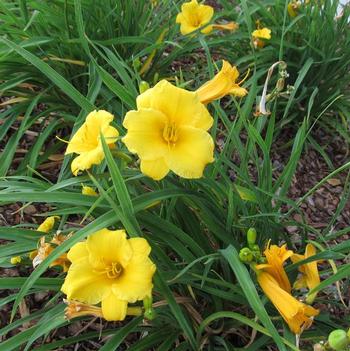 Hemerocallis 'St. Catherine's Island' 