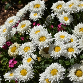 Leucanthemum maximum 'Pisces' 30,191