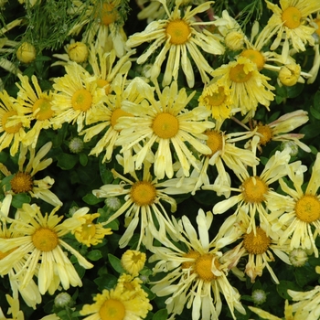 Chrysanthemum x morifolium 'Yellow Quill' PP20,313