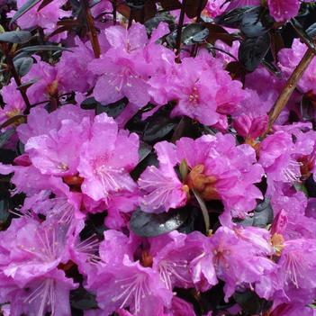 Rhododendron 'P.J.M.' 