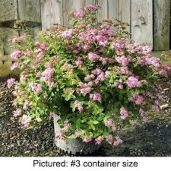 Spiraea x bumalda 'Froebelii'