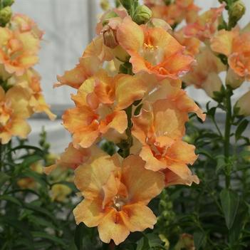 Antirrhinum majus 'DoubleShot Peach' 