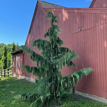 Chamaecyparis nootkatensis 'Strict Weeping' 