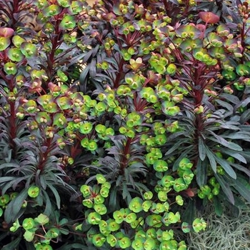 Euphorbia 'Miner's Merlot' 