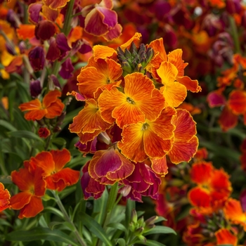 Erysimum linifolium 'Fire' 