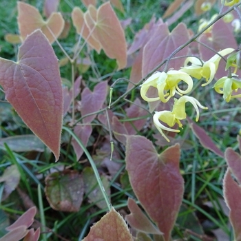 Epimedium lishihchenii