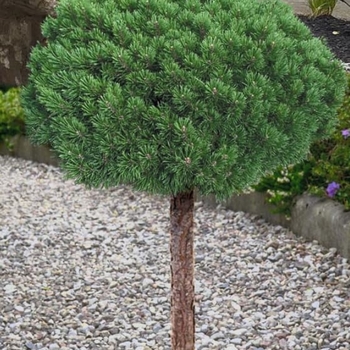 Pinus mugo var. pumilio