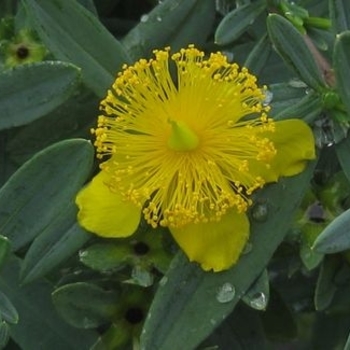 Hypericum kalmiatum 'Cfflp-c-1' USPP25447P2