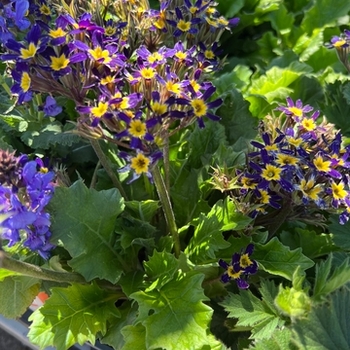 Primula vulgaris 'Oakleaf Blue'