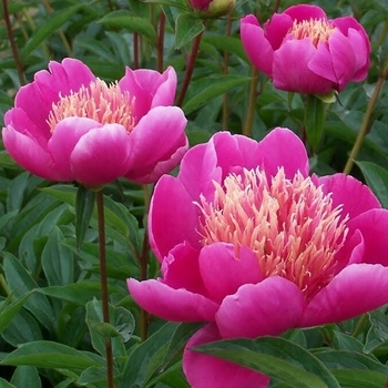 Paeonia lactiflora 'Leslie Peck' 