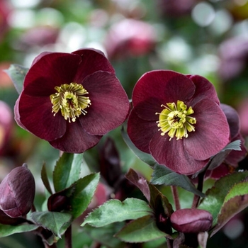 Helleborus 'Ice 'n Roses&reg; Barolo (Dark Wine)' PPAF