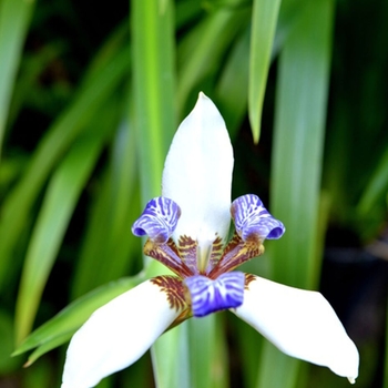 Neomarica gracilis
