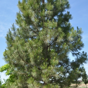 Pinus ponderosa