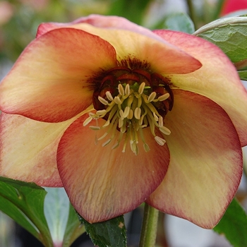 Helleborus 'Apricot Blush' PP24145P3