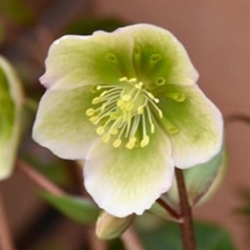 Helleborus x sahinii 'Winterbells' 