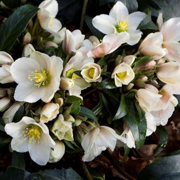 Helleborus 'Joker' PP22022