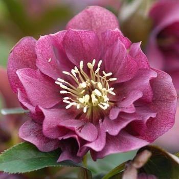Helleborus orientalis 'Red' USPP20698P3