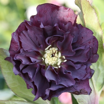 Helleborus orientalis 'Purple' PP25,721