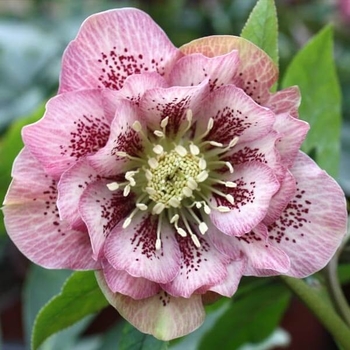 Helleborus orientalis 'Pink Spotted' USPP30657P3