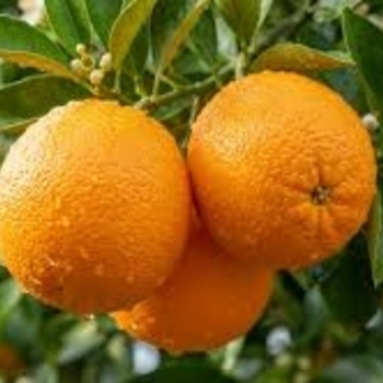 Citrus sinensis 'Washington'