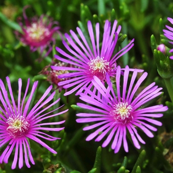 Delosperma 'Solstice Pink' 