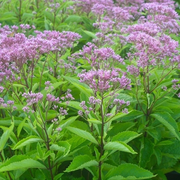 Eupatorium 'Phantom' PP18354