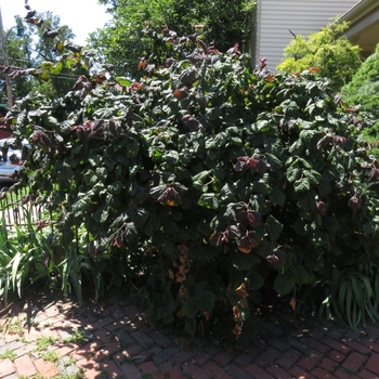 Corylus avellana 'Red Dragon' 