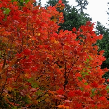 Acer circinatum 'Pacific Fire'