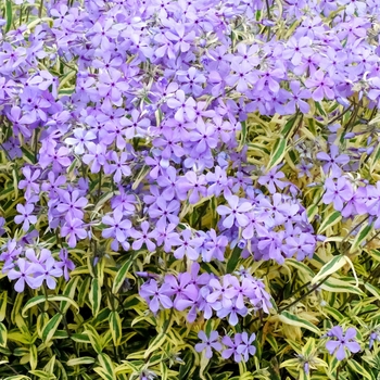 Phlox divaricata 'Blue Ribbons' 