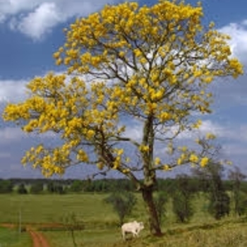 Tabebuia chrysotricha