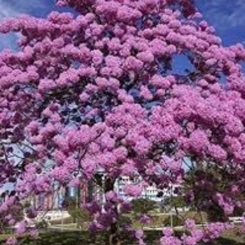 Tabebuia impetiginosa