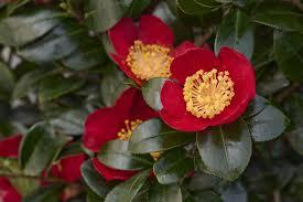 Camellia sasanqua 'Yuletide'