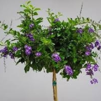 Duranta erecta 'Sapphire Showers'