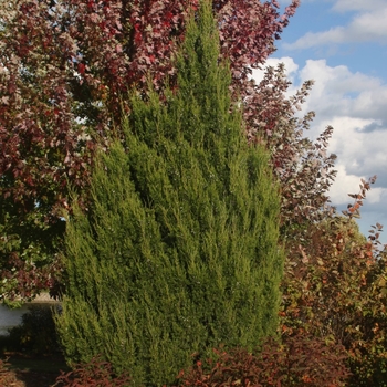 Juniperus virginiana 'J.N. Select Green' USPP29329P2