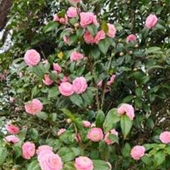 Camellia japonica 'Pink Perfection' 