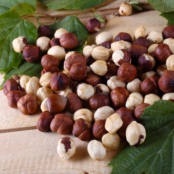 Malus 'Fruit Salad Tree' 