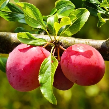 Prunus 'French Prune' 