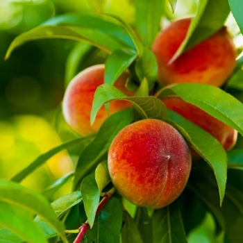 Prunus persica 'Hale Haven' 