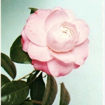 Camellia japonica 'Doris Ellis' 