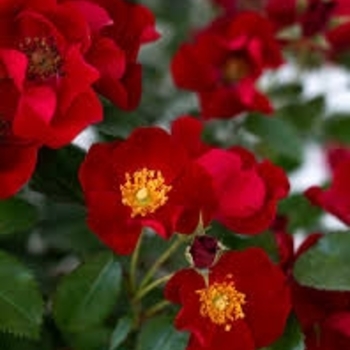 Rosa 'Scarlet Drift®'