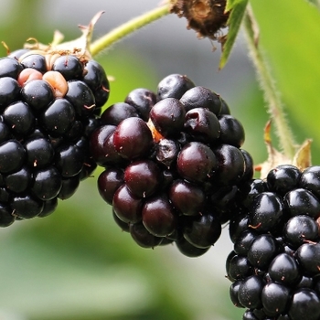 Rubus 'Multiple Varieties'