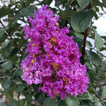 Lagerstroemia indica 'Autaugaville Purple' 