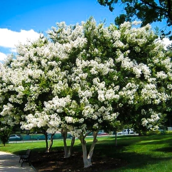 Lagerstroemia indica x fauriei 'Acoma' 