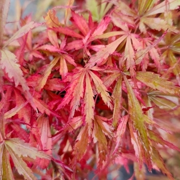 Acer palmatum 'Jerre Schwartz'