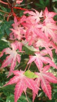 Acer palmatum 'Orido-nishiki'