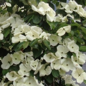 Cornus kousa x nuttallii 'KN4-43' PP16,257