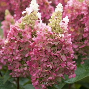Hydrangea paniculata 'ILVOBO' PP 22,782, Can 4910