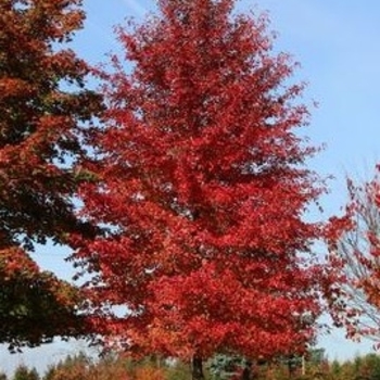 Nyssa sylvatica 'Tupelo Tower&trade;' PP25,758